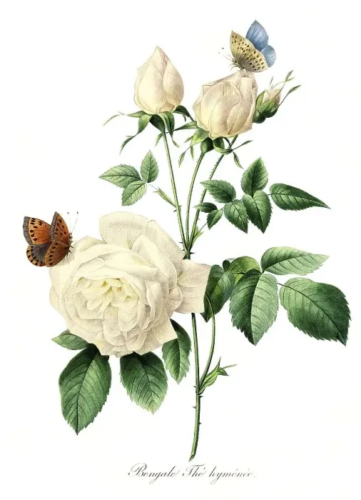 Framed Print : Bengale The hymenee, Hymene rose Framed Print : Bengale The hymenee, Hymene rose