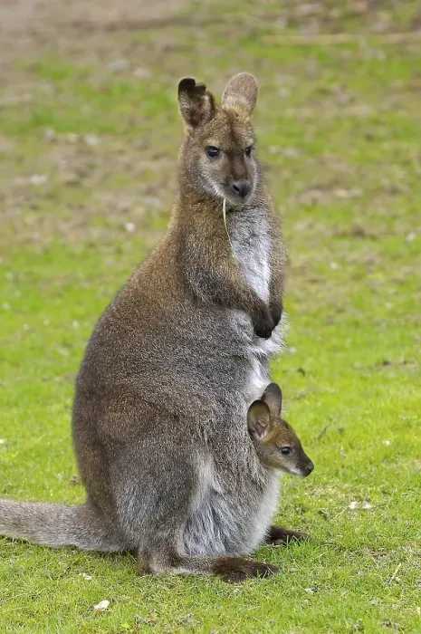 Framed Print : Bennett's Wallabies (Macropus rufogriseus rufogriseus)Bennett's Wallabies (Macropus rufogriseus rufogriseus) Framed Print : Bennett's Wallabies (Macropus rufogriseus rufogriseus)Bennett's Wallabies (Macropus rufogriseus rufogriseus)