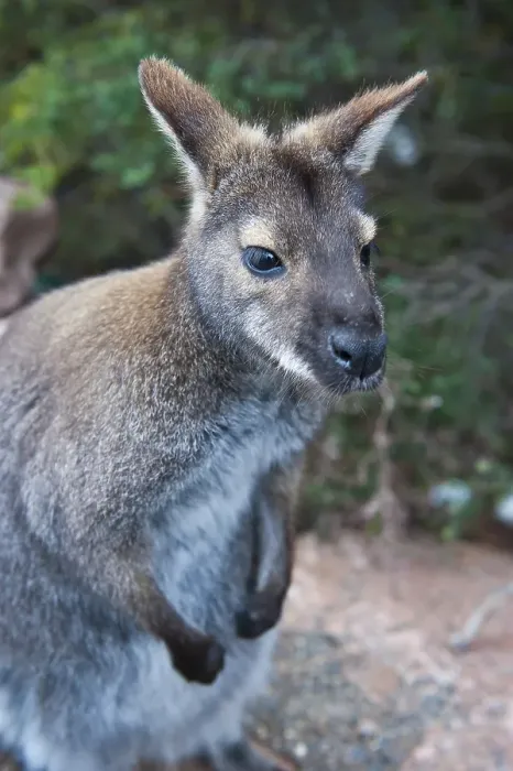 Framed Print : Bennetts Wallaby (Macropus rufogriseus)