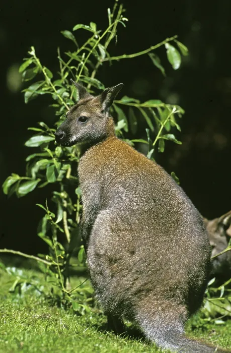 Framed Print : Bennett's Wallaby (macropus rufogriseus) Framed Print : Bennett's Wallaby (macropus rufogriseus)