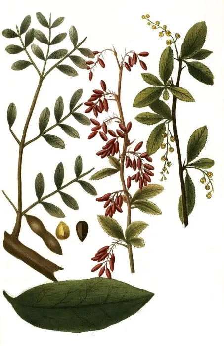 Framed Print : Benzoiniferum folium and Berberis