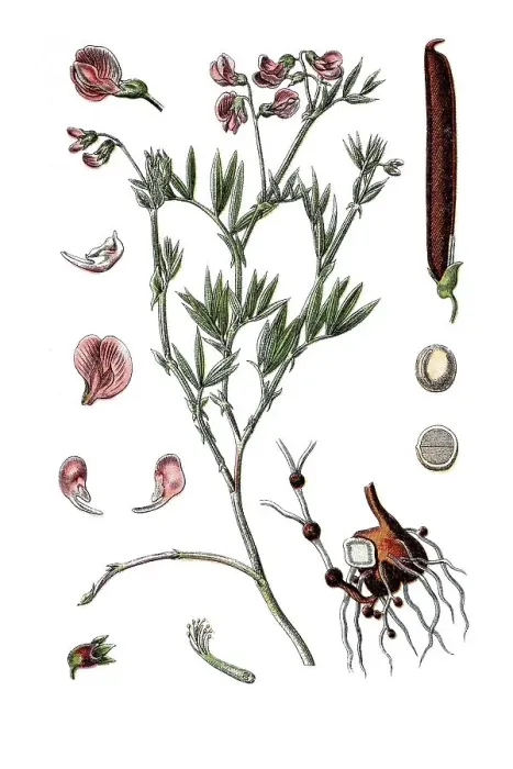 Framed Print : Berg-Erbse Pisum (Pisum montanum)