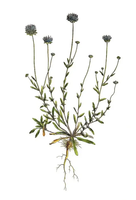Framed Print : Berg-sheep's bit scabious (Jasione montana)