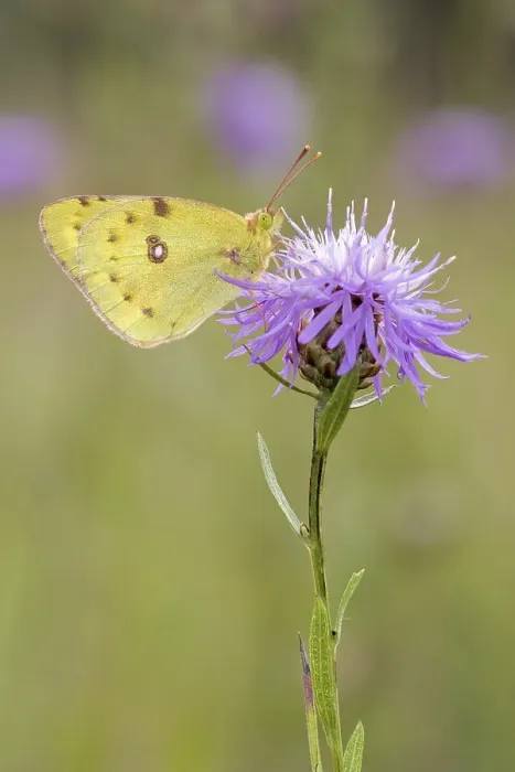 Framed Print : Berger's clouded yellow (Colias alfacariensis) to Brown knapweed (Centaurea jacea)