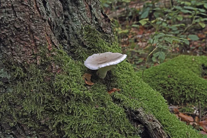 Framed Print : Berinded mushroom (Pleurotus dryinus)