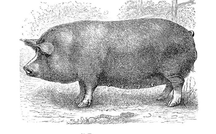 Framed Print : Berkshire pig is a breed of pig from Great Britain