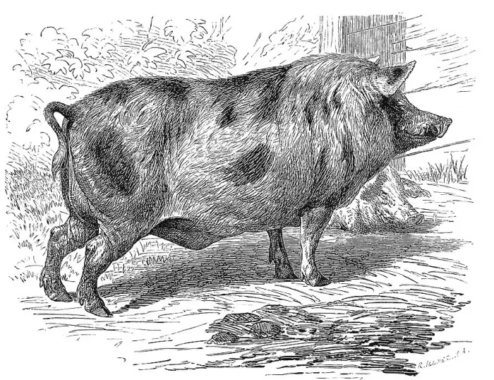 Framed Print : Berkshire pig, a breed of pig from Great Britain Framed Print : Berkshire pig, a breed of pig from Great Britain