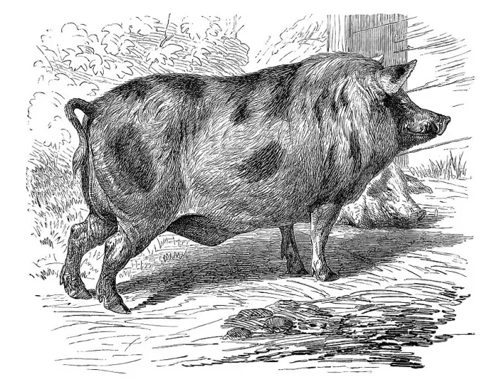 Framed Print : Berkshire pig, historical illustration