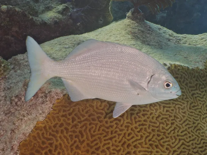 Framed Print : Bermuda rudderfish (Kyphosus sectatrix)