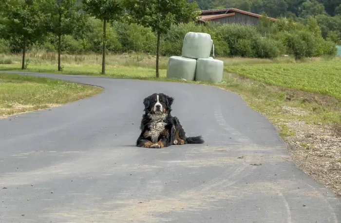 Framed Print : Bernese cattle dog lying alone on a road