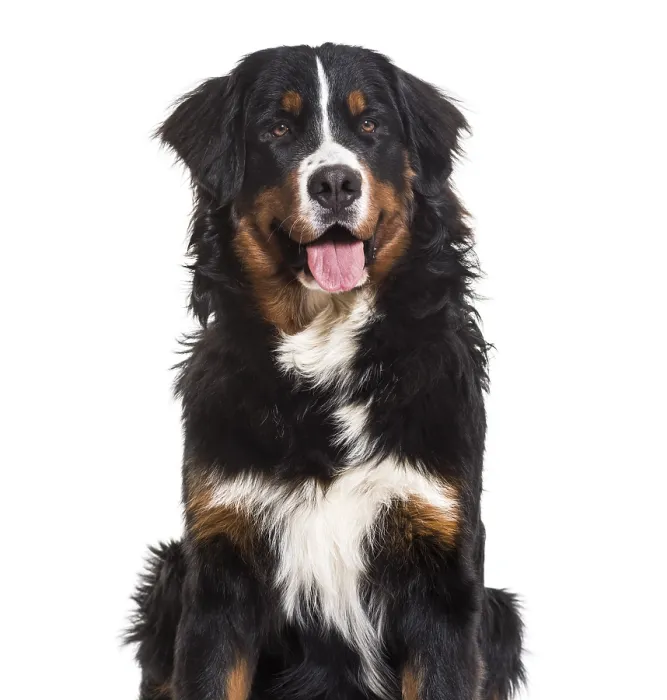 Framed Print : Bernese Mountain Dog, 10 months old