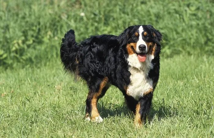Framed Print : BERNESE MOUNTAIN DOG, ADULT STANDING ON GRASS