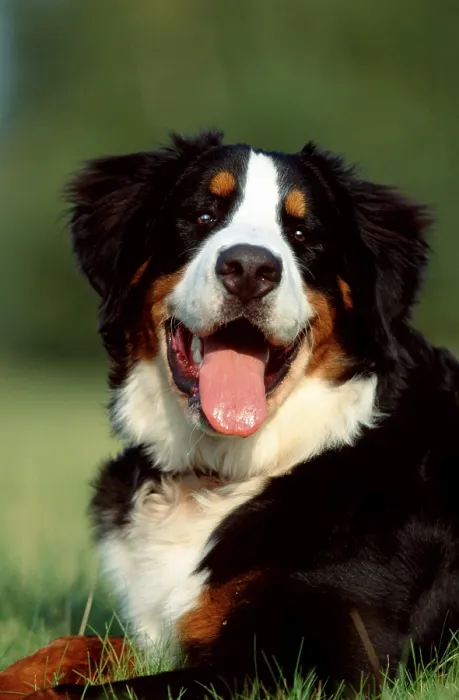 Framed Print : Bernese Mountain Dog, animals, outside