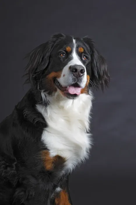 Framed Print : Bernese Mountain Dog, female, bitch