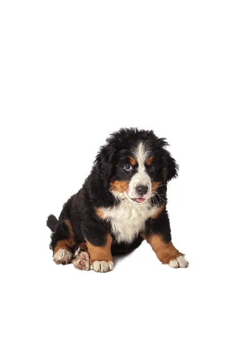 Framed Print : Bernese mountain dog isolated on white Framed Print : Bernese mountain dog isolated on white
