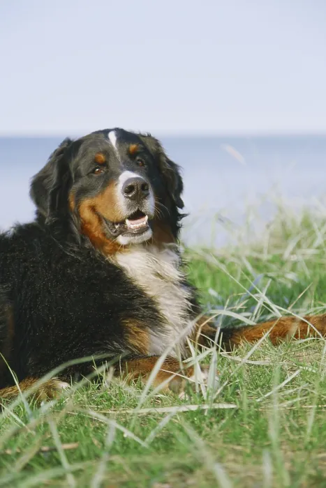 Framed Print : Bernese mountain dog looks at camera lying on green grass near see