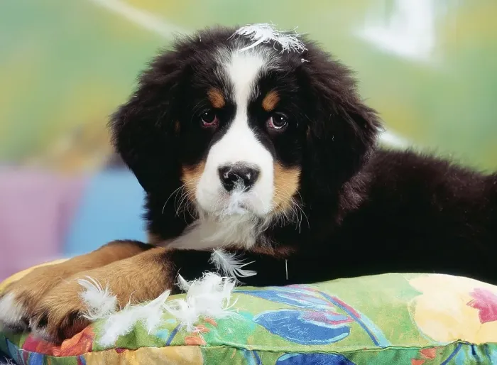 Framed Print : Bernese Mountain Dog, Puppy Destroying Pillow