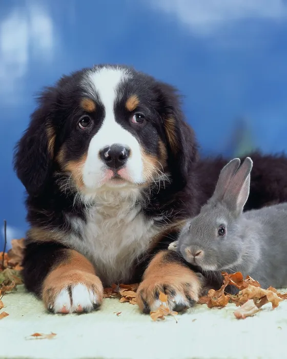 Framed Print : Bernese Mountain Dog, puppy, and Domestic Rabbit Framed Print : Bernese Mountain Dog, puppy, and Domestic Rabbit