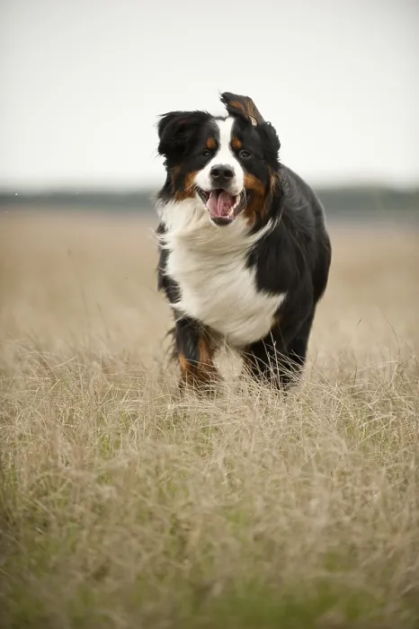 Framed Print : Bernese Mountain Dog running across a meadow Framed Print : Bernese Mountain Dog running across a meadow