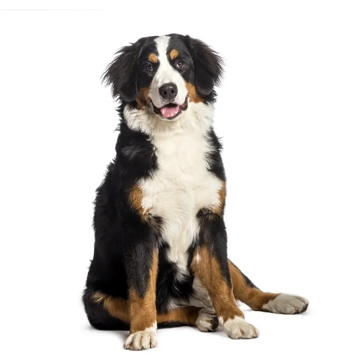 Framed Print : Bernese Mountain Dog sitting in front of white background