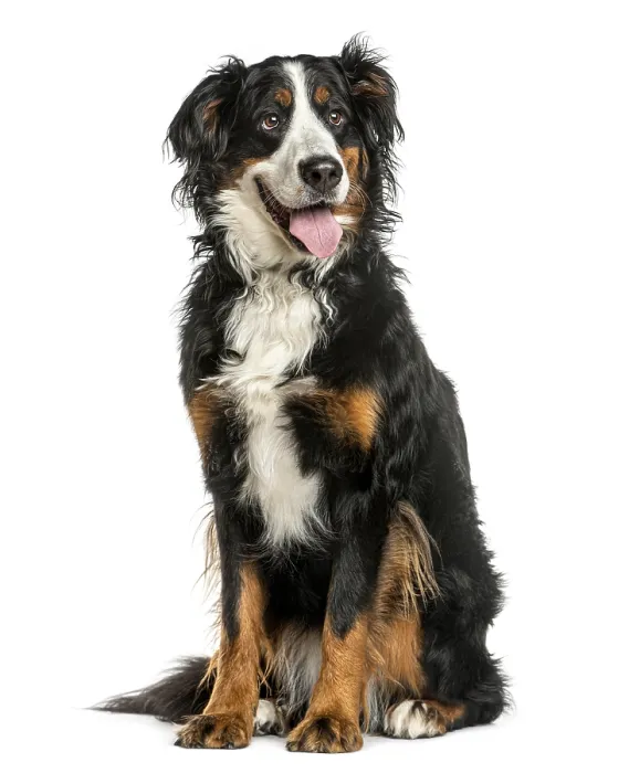 Framed Print : Bernese Mountain dog sitting in front of a white background Framed Print : Bernese Mountain dog sitting in front of a white background