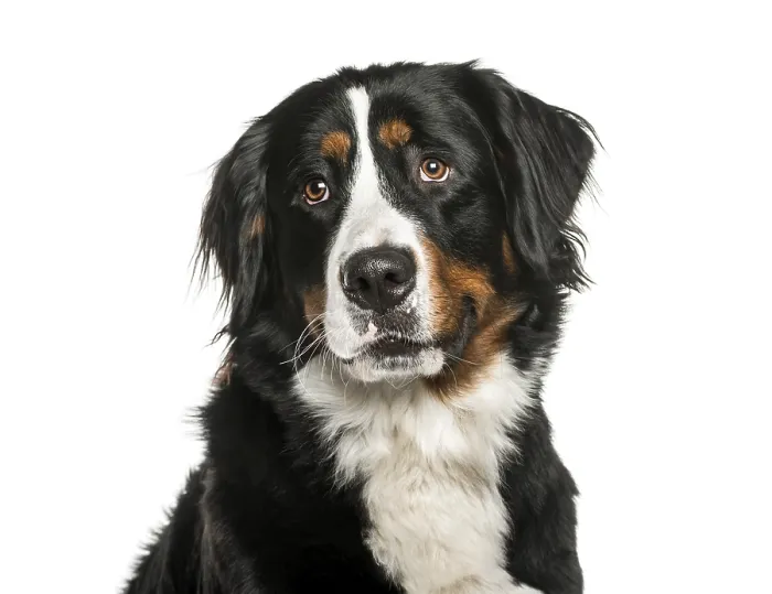Framed Print : Bernese Mountain Dog in front of white background Framed Print : Bernese Mountain Dog in front of white background