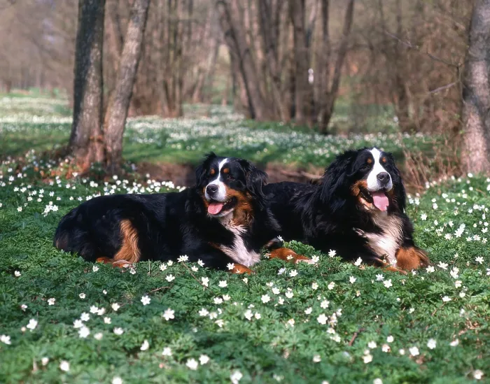 Framed Print : Bernese Mountain Dogs, Bernese Mountain Dogs