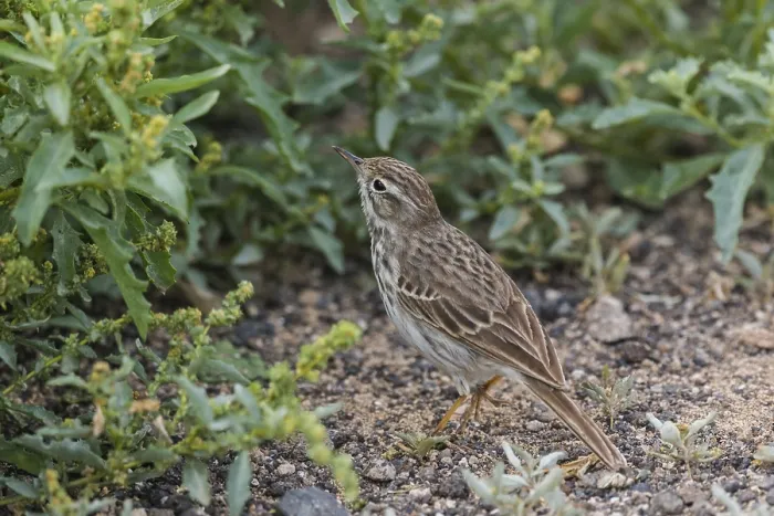Framed Print : Berthelot's Pipit (Anthus berthelotii)