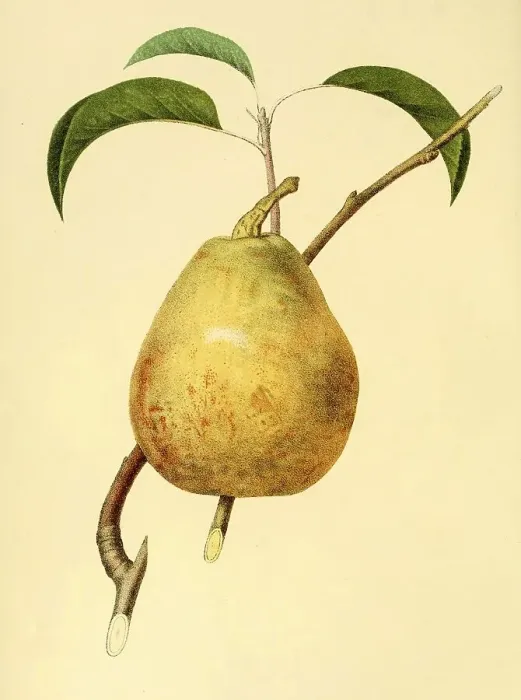 Framed Print : The Beurre dAremberg pear, variety was found by Abbot Deschamps in an orphanage garden in Enghien