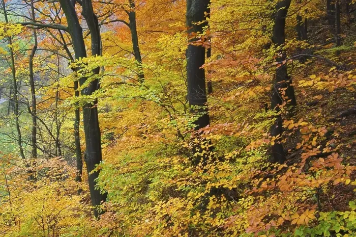 Framed Print : A beutiful colored forest in autumn Framed Print : A beutiful colored forest in autumn