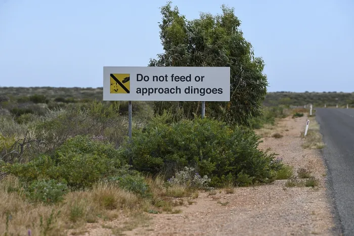 Framed Print : Beware of dingoes sign, near Exmouth