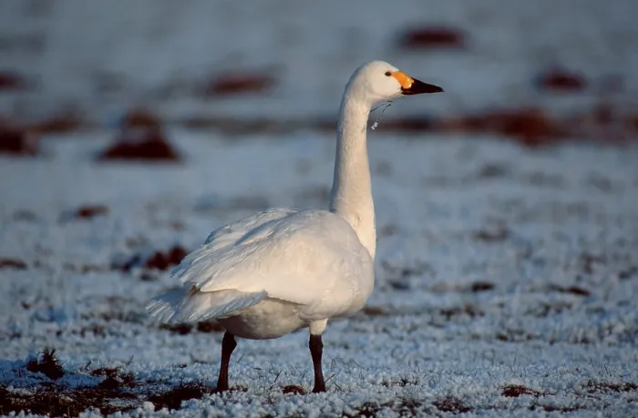 Framed Print : Bewick's Swan (Cygnus columbianus bewickii)