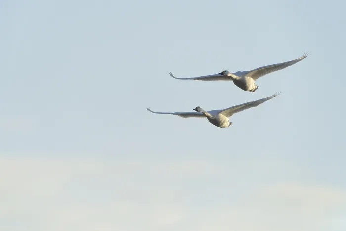 Framed Print : Bewick's Swans (Cygnus bewickii) Framed Print : Bewick's Swans (Cygnus bewickii)