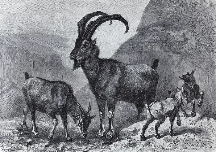 Framed Print : Bezoar goat (Capra aegargus), historical book illustration