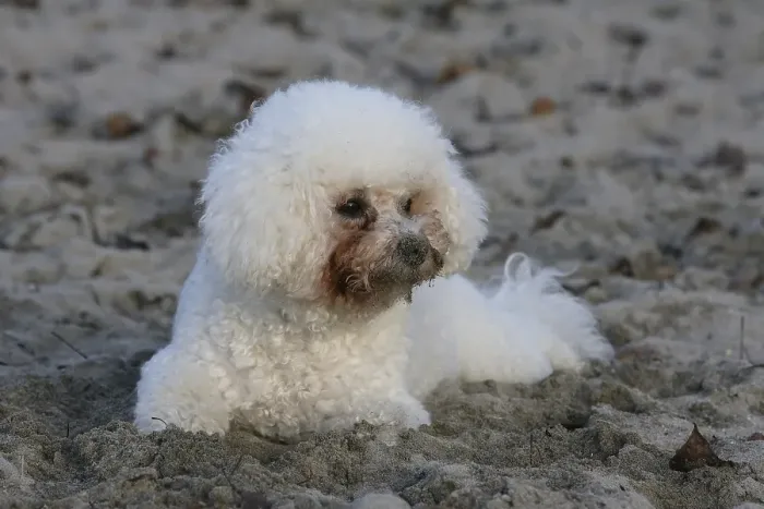 Framed Print : Bichon frise, Bichon Frise FCI