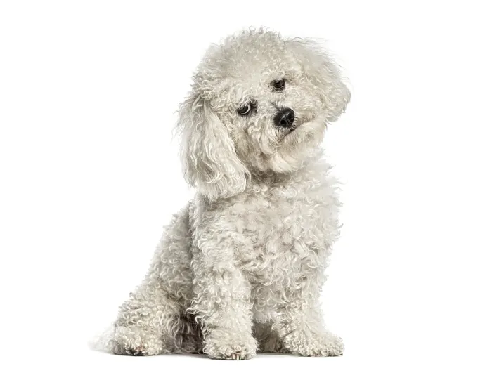 Framed Print : Bichon frise dog sitting, looking at camera with a curious head tilt