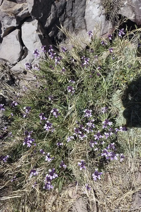 Framed Print : Bicoloured Scrubweed (Erysimum bicolor)
