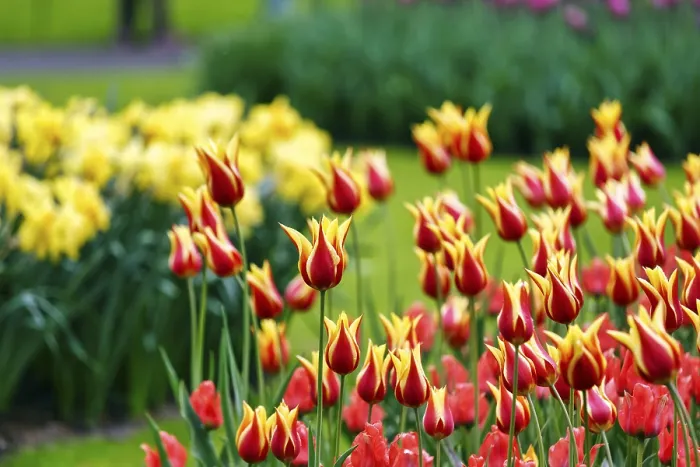 Framed Print : Bicoloured tulips (Tulipa), colourful tulip bed Framed Print : Bicoloured tulips (Tulipa), colourful tulip bed