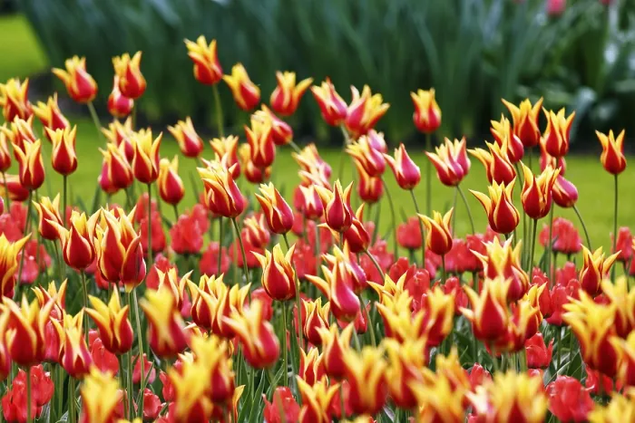 Framed Print : Bicoloured tulips (Tulipa), colourful tulip bed