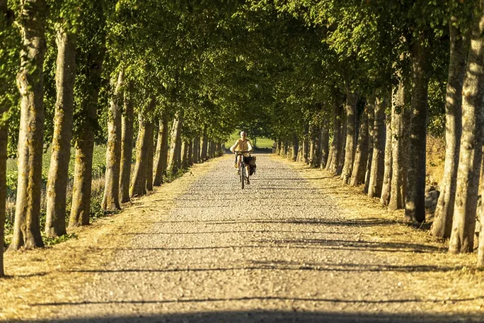 Framed Print : Bicycle on an avenue, Langeland Island