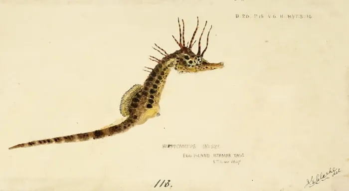 Framed Print : Big-belly seahorse, Hippocampus abdominalis, fish, reproduction of an original, by Frank Edward Clarke (b. 1849, d. 1899), ichthyologist and scientific draughtsman Framed Print : Big-belly seahorse, Hippocampus abdominalis, fish, reproduction of an original, by Frank Edward Clarke (b. 1849, d. 1899), ichthyologist and scientific draughtsman