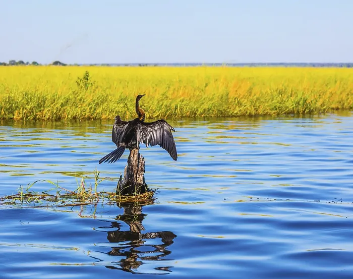 Framed Print : Big Bird wings opened sitting on a tree among water Framed Print : Big Bird wings opened sitting on a tree among water