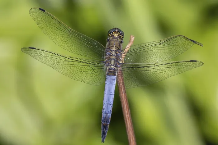 Framed Print : Big blue arrow, Orthetrum cancellatum, male