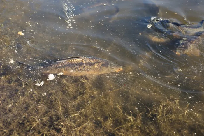 Framed Print : Big carp fish in a pond close to the shore Framed Print : Big carp fish in a pond close to the shore