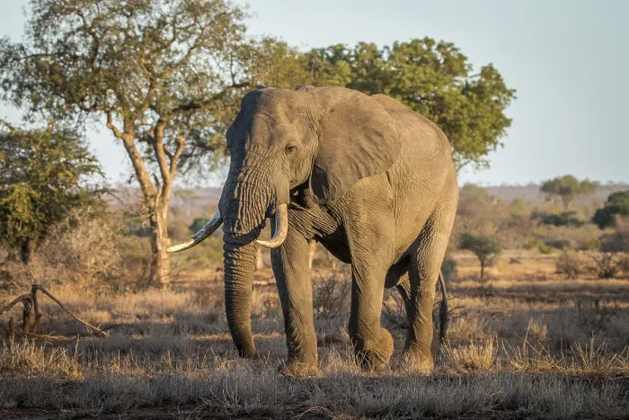 Framed Print : Big Elephant bull in the bush in the Kruger National Park
