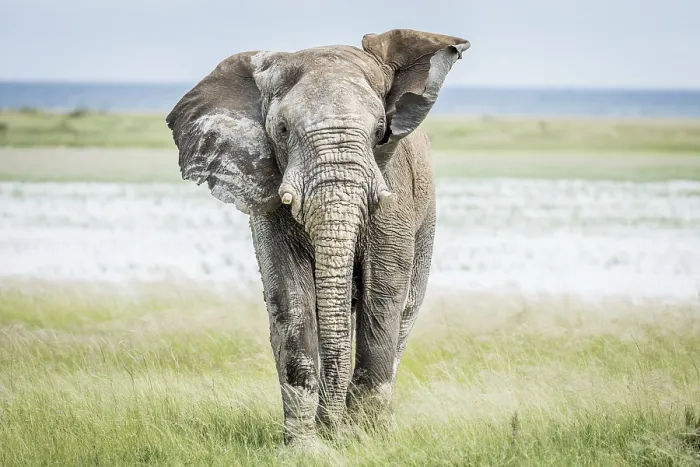 Framed Print : Big Elephant bull walking towards the camera in the Etosha National Park