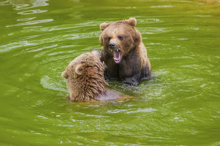 Framed Print : A big Eurasian brown bear (Ursus arctos arctos) sow fighting with a small young male in a pond