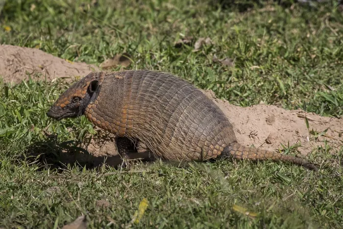 Framed Print : Big hairy armadillo (Chaetophractus villosus)
