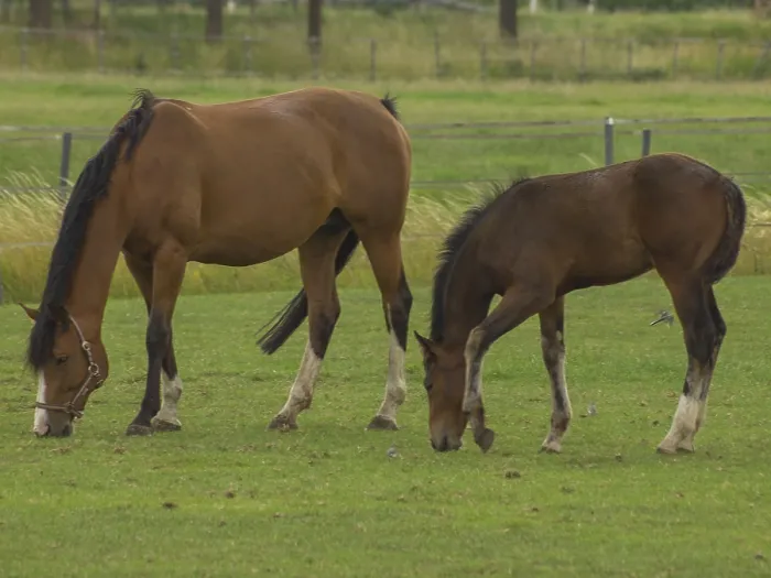 Framed Print : A big horse and a foal graze together on a green field