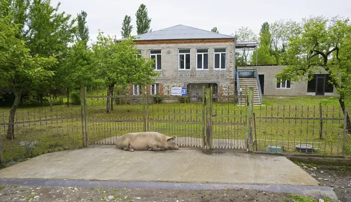 Framed Print : Big house with garden, a pig lying in front of the fence